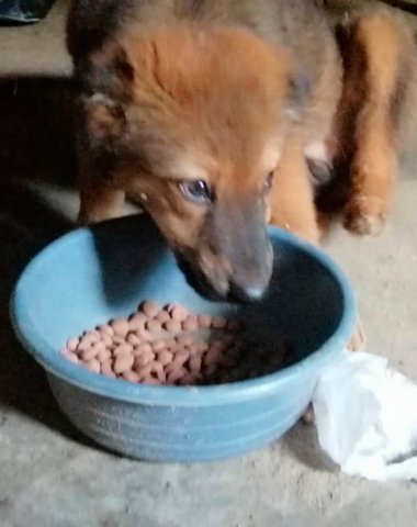 mascota1