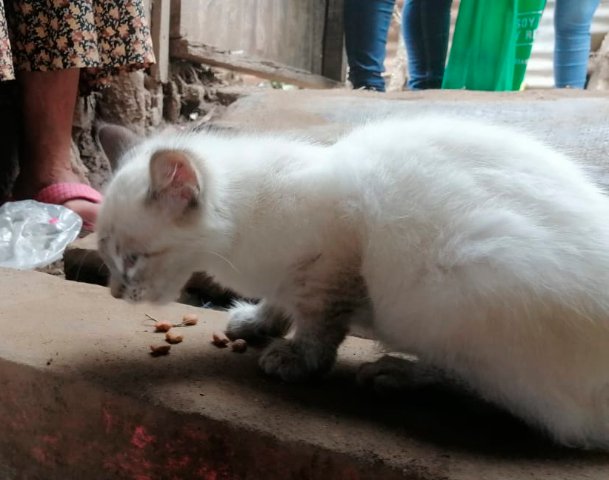 mascota2