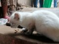 mascota2
