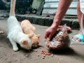 mascota3