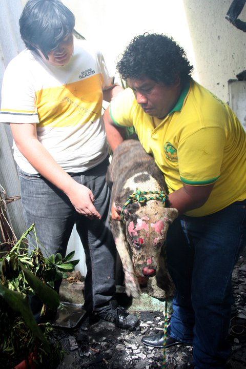 Rescate de un Perro