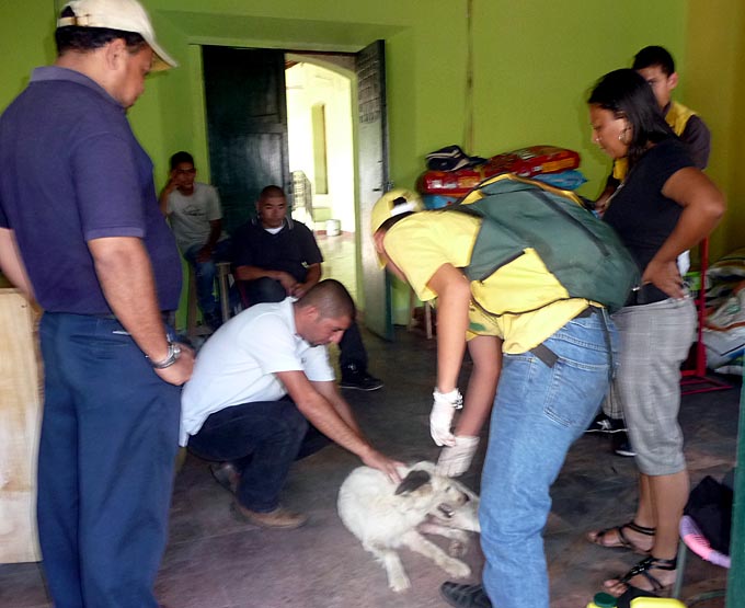 perro4