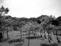 elsa2010-871